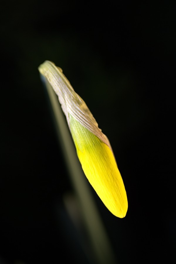 Daffodil by Joy Watson